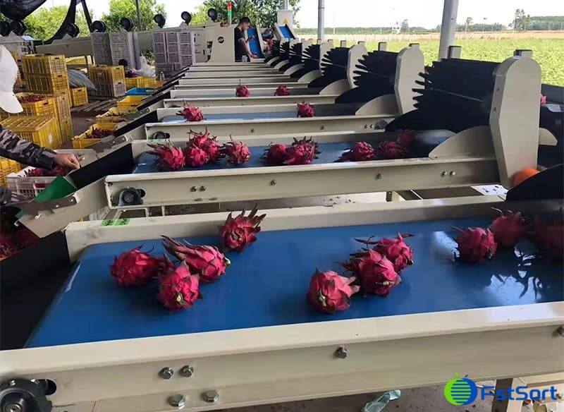 images/1657879368494dragon fruit sizer.jpg